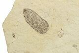 Fossil Beetle (Coleoptera) Elytron - Bois d’Asson, France #254226-1